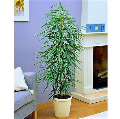 Ficus Amstel Queen – image 5