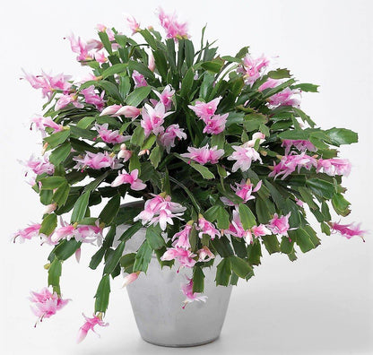 Christmas Cactus, Schlumbergera – image 4