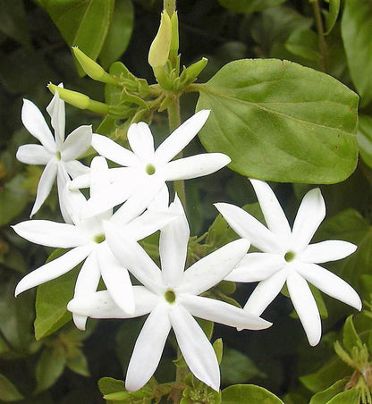 Jasminum Grandiflora, Grandiflorum, Jasmine Climber – image 6