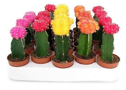 Gymnocalycium small 10-15cm – image 5