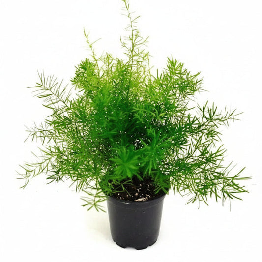 Asparagus Fern – image 1