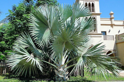 Bismark Palm, Bismarckia Nobilis – image 5