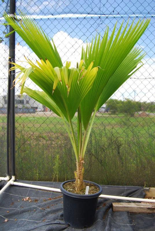 Fiji Fan Palm, Pritchardia Pacifica – image 4