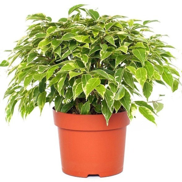 Ficus Benjamina, Kinky – image 3