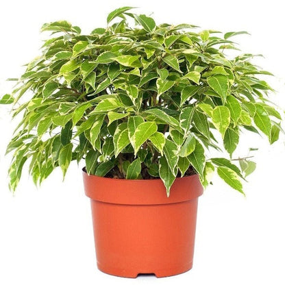 Ficus Benjamina, Kinky – image 3