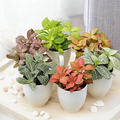 Fittonia , Nerve , Mosaic , Net Plant – image 4