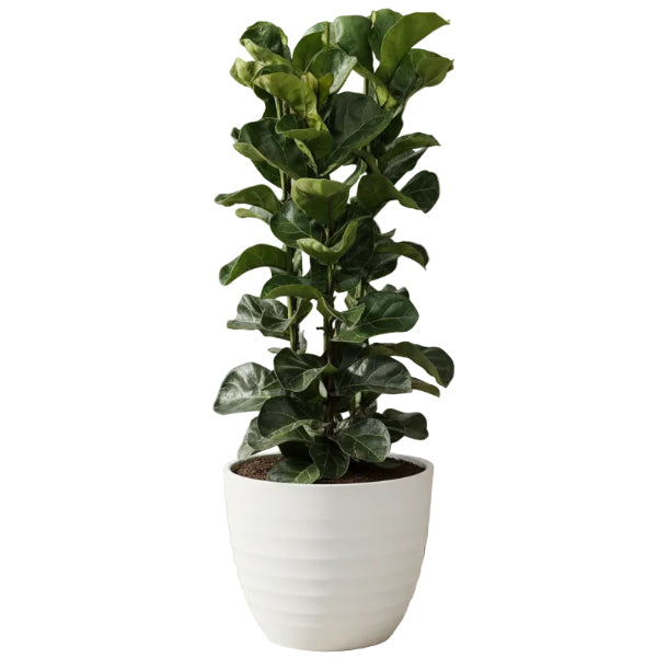 Ficus Lyrata - Fiddle Leaf Fig – Green Plants