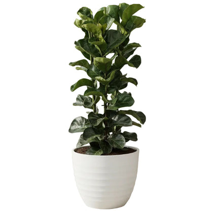 Ficus Lyrata - Fiddle Leaf Fig – Green Plants