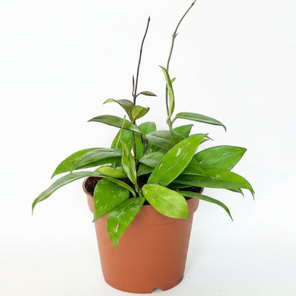 Hoya Publicalyx – image 3