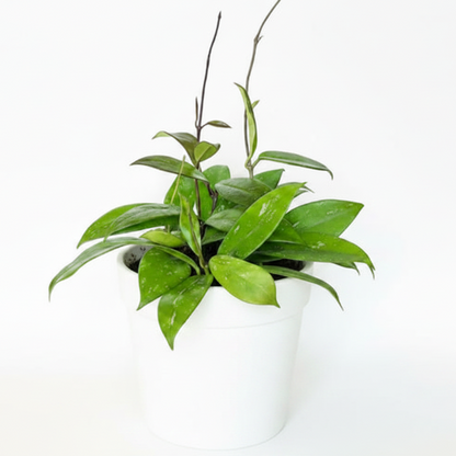 Hoya Publicalyx – image 7