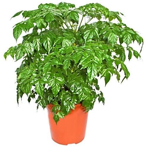China Doll Plant – image 2
