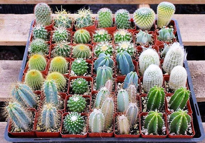Ornamental Cactus Small – image 4