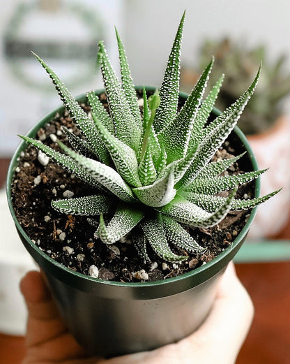 Zebra Cactus, Haworthia Fasciata Concolor 10 - 15cm – image 3