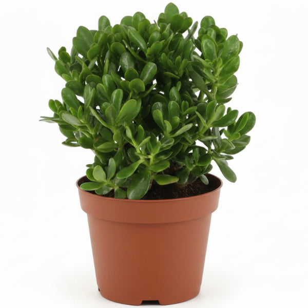 Money Tree, Crassula ovata, Dollar Plant, Jade Tree – image 6