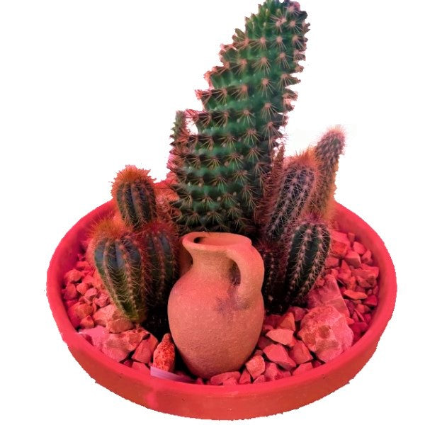 Cactus Outdoor – image 4