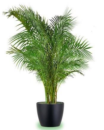 Areca Palm, Chrysalidocarpus lutescens (Indoor) – image 6