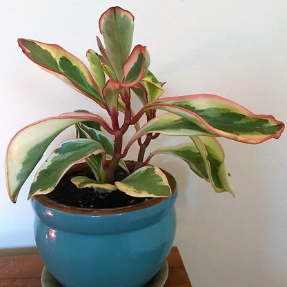 Peperomia Ginny or Tricolor Peperomia – image 3
