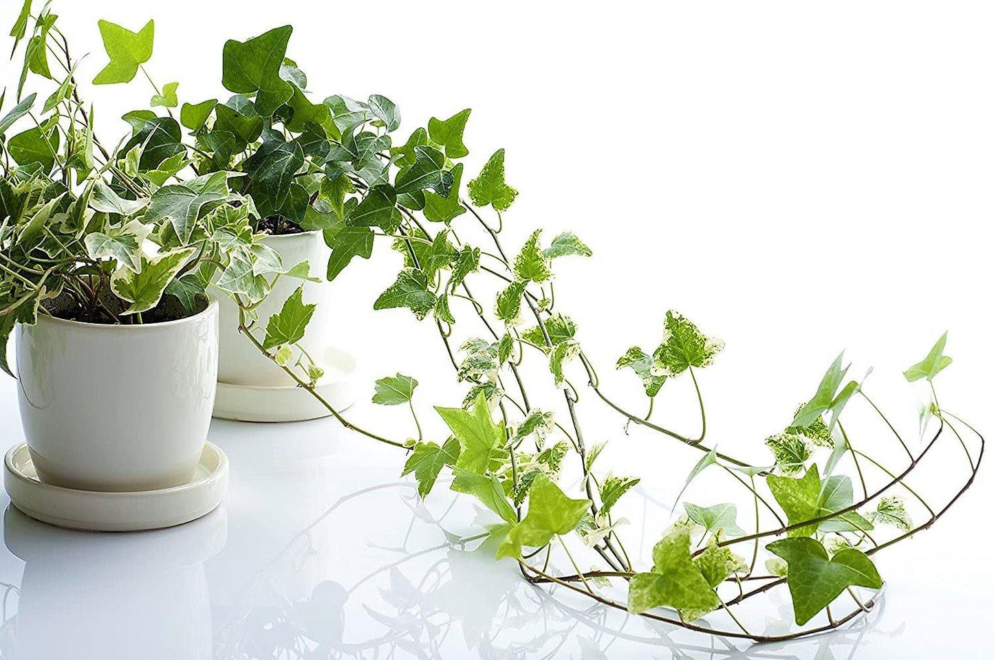 Hedera helix, English Ivy – image 6