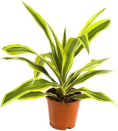 Dracaena Lemon Lime - Evergreen Indoor Plant – Green Plants