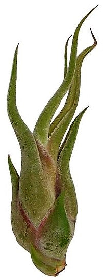 Tillandsia Caput-Medusae – image 4