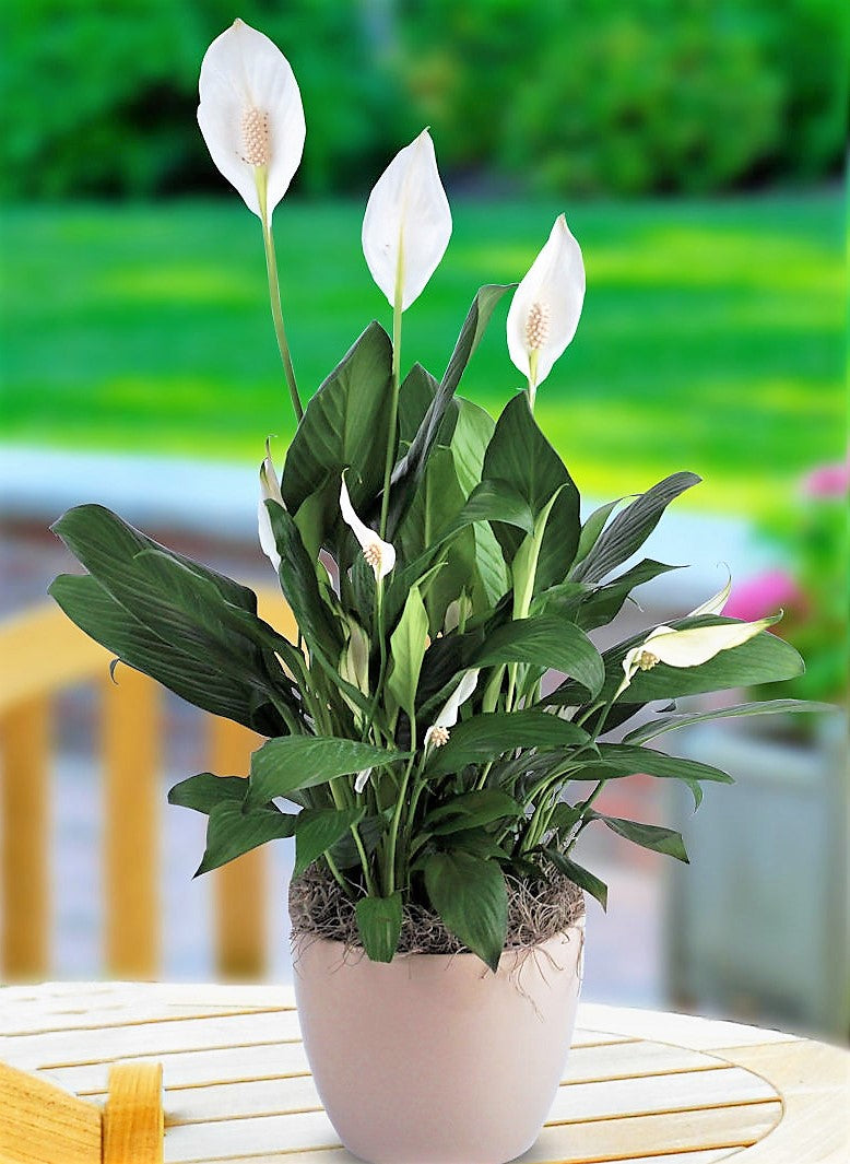Peace Lily - Spathiphyllum – Green Plants