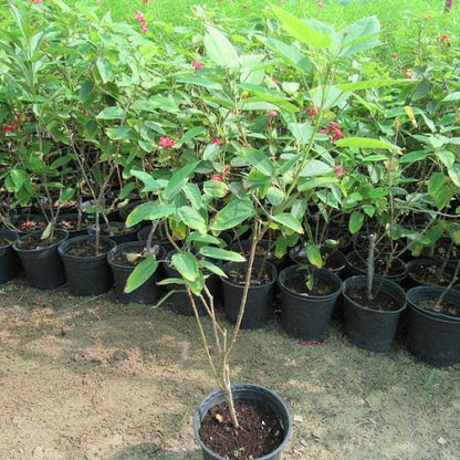 Jatropha Integerrima, Peregrine, Spicy Jatropha – image 5