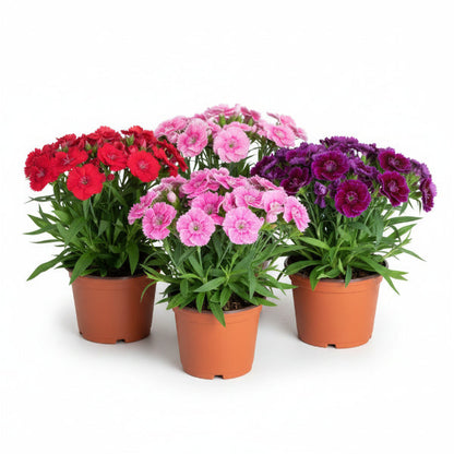 Dianthus Caryophyllus, Carnation (small) – image 3