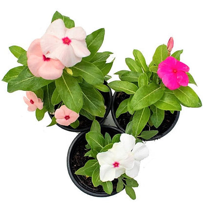 Vinca Flowers (small), Periwinkle – image 4