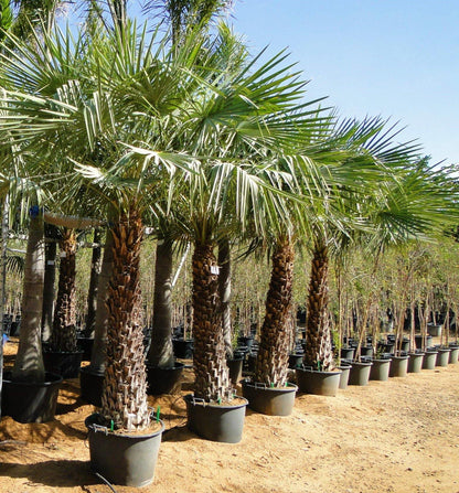 Wax Palm, Copernicia Prunifera – image 4