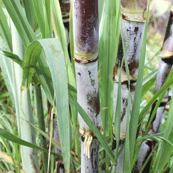 Saccharum Officinarum, Sugarcane – image 6