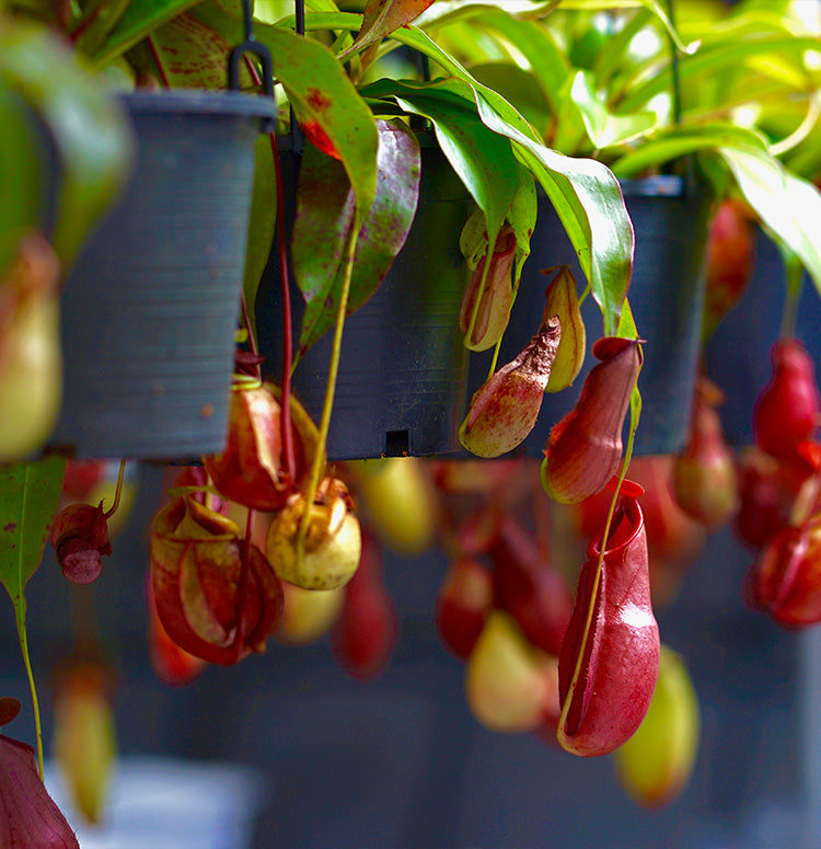 Monkey Jar , Nepenthes – image 4