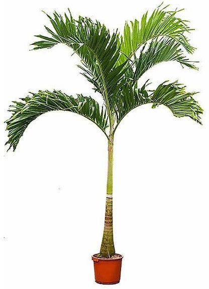Manila Palm, Veitchia Merrillii – image 6