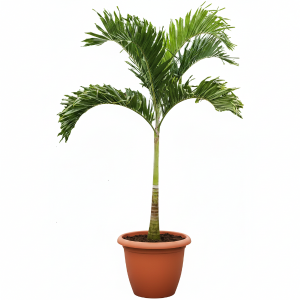 Manila Palm, Veitchia Merrillii – image 8