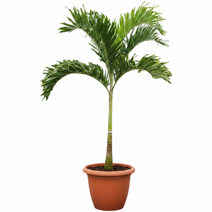 Manila Palm, Veitchia Merrillii – image 8