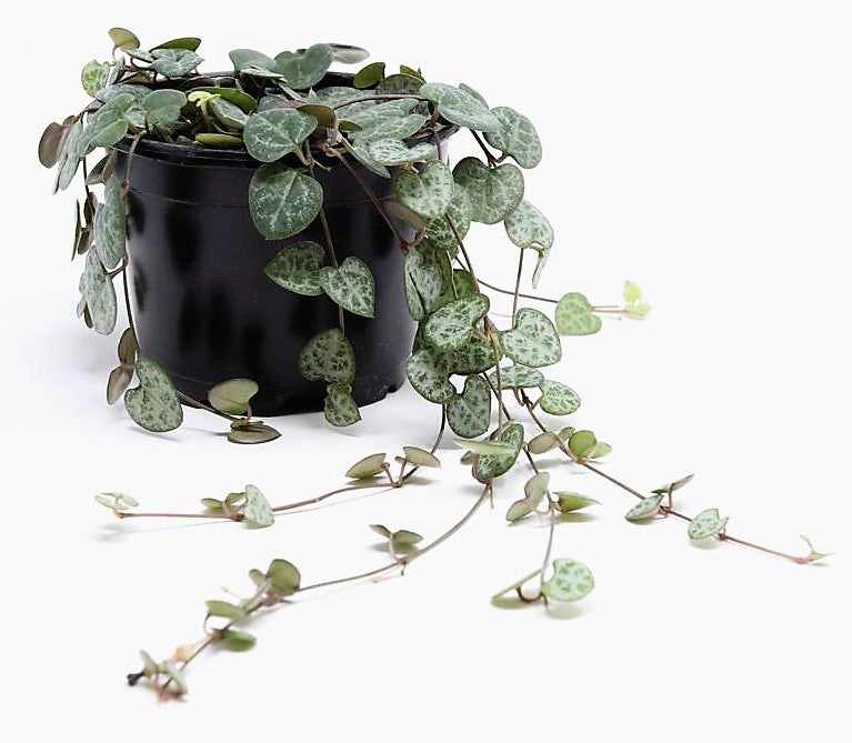 String of Hearts, Ceropegia Woodii – image 4