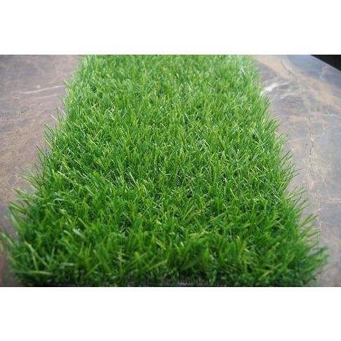 Zoysia Japonica, Korean Lawn Grass – image 6