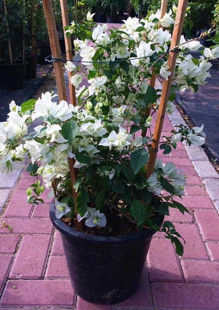 Bougainvillea Glabra White – image 6