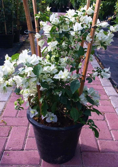 Bougainvillea Glabra White – image 6