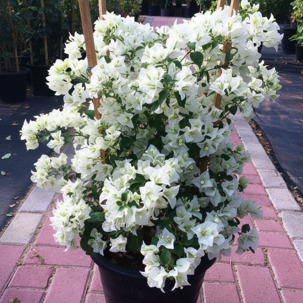 Bougainvillea Glabra White – image 8