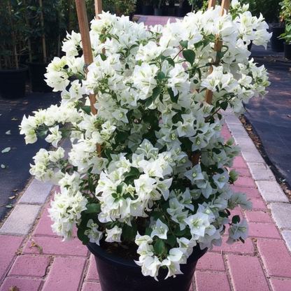 Bougainvillea Glabra White – image 8