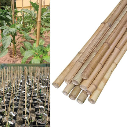 Bamboo Stick 15-30mm Dia – image 2