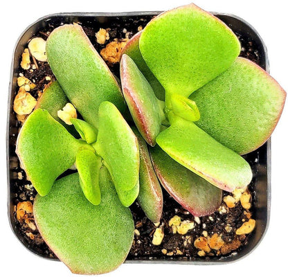 Crassula ovata Mini, Dollar Plant, Jade Plant – image 4
