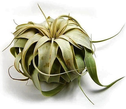 Tillandsia Xerographica – image 4
