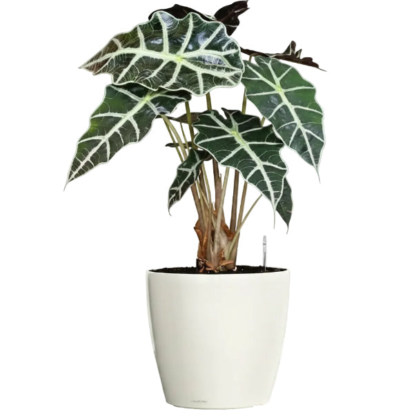 African Mask Plant - Alocasia 'Polly' – Green Plants