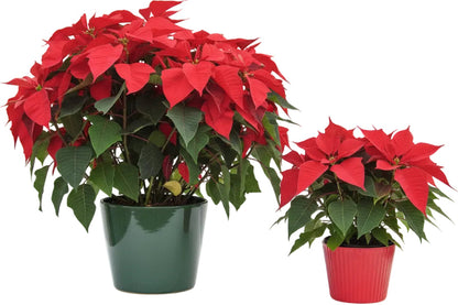 Euphorbia Pulcherrima (Titan Red), Poinsettia – image 2