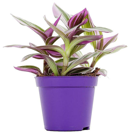 Fantasy Venice, Tradescantia Nanouk – image 8