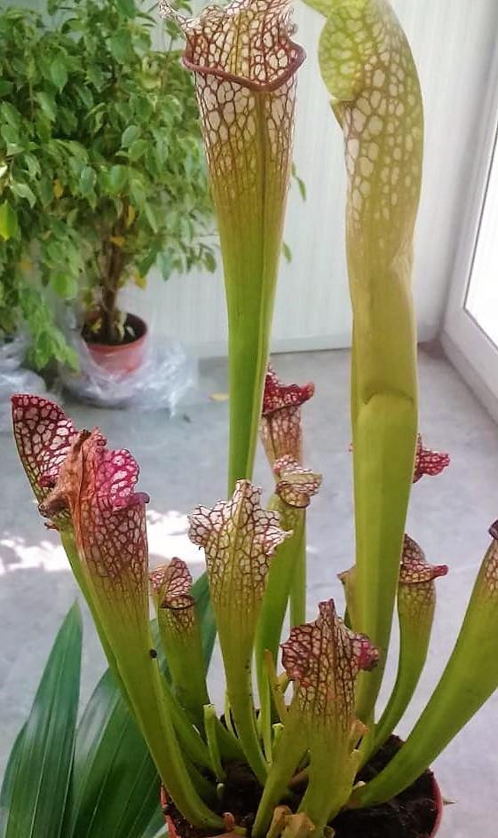 American Pitchers , Sarracenia – image 2