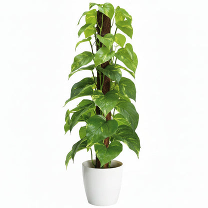Money Plant, Epipremnum Aureum Mosstok (Big) – image 3
