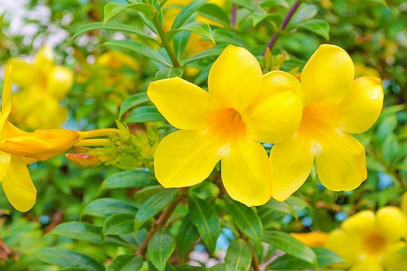 Allamanda Cathartica, Golden Trumpet – image 4