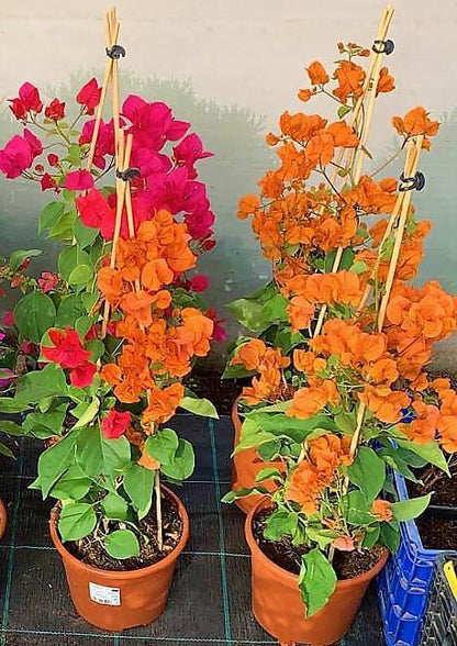 Bougainvillea Spectabilis Orange – image 2